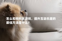怎么和狗狗玩游戏，提升互动乐趣的最佳方法是什么？