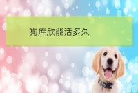 狗疾病诊断:狗容易得什么病
