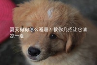 夏天狗狗怎么避暑?教你几招让它清凉一夏