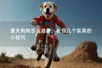 夏天狗狗怎么避暑,教你几个实用的小技巧