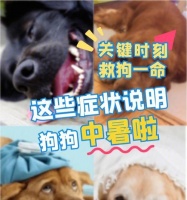 如何预防狗狗在室外中暑？（以宠物为主的夏季应急措施）