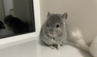 养龙猫的真实经历——超级好养活！（了解这些，你就想入手一只了！）