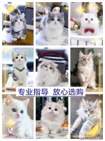 张家港美短起司猫什么？张家港这里买美短起司猫价格优惠，品质更佳！