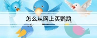 怎么从网上买鹦鹉