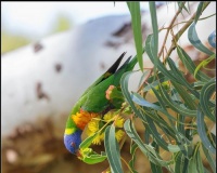 如何饲养鳞胸吸蜜鹦鹉(以宠物为主,让你的鳞胸吸蜜鹦鹉健康快乐)