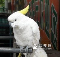 米切氏凤头鹦鹉饲养全攻略(如何成为一名优秀的米切氏凤头鹦鹉爱好者?)