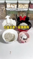 小仓鼠金丝熊集体更换厕所萌态十足