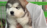 探秘北京的犬舍（品种齐全，服务一流，带你领略北京犬舍的魅力）