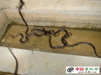 养蛇宝典：注意事项全攻略