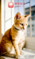 猫咪社区手机app