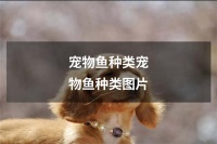 宠物鱼种类宠物鱼种类图片