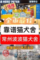 常州哪有卖银渐层猫的宠物基地？常州宠物基地选购银渐层猫更放心