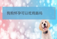 安徽宠物美容培训狗:狗怀孕了吃什么好