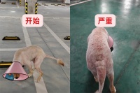 狗狗全身长满疙瘩，原来是过敏性皮炎！