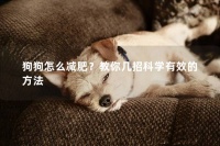 狗狗怎么减肥？教你几招科学有效的方法