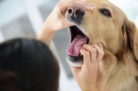 狗狗普遍的7种疾病，早知道早预防