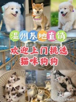 温州哪里有卖宠物猫狗的地方?这里专业安全可亲自挑选宠物