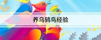 养乌鸫鸟经验