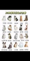 宠物猫种类选择、区别与饲养指南