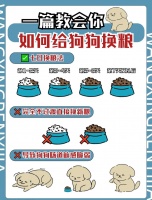 给幼犬换狗粮怎么换（泰迪换狗粮的注意事项）