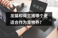 龙猫和荷兰猪哪个更适合作为宠物养？