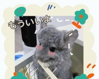 龙猫养殖指南（养龙猫前的准备工作及生活习性了解）