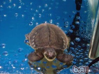 两爪鳖（龟）生物学及养殖技术简介