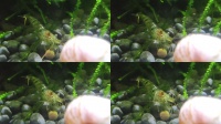 宠物水族水下鱼缸加湿饲养水草