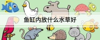 鱼缸内放什么水草好