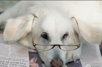孕期狗狗需细心呵护，营养充足，环境舒适。