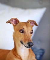 惠比特幼犬的合理饲养方法（全面指导你如何喂养健康的惠比特幼犬）