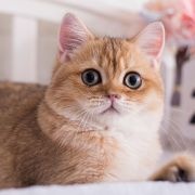 幼犬喂养必备