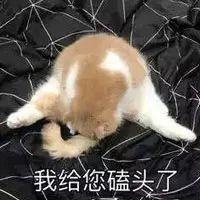 感动！宠物圈第2个公开发声支持爱猫君的品牌！！