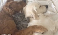猫咪小狗猫，萌态可掬，如何用画笔捕捉它们的可爱瞬间？