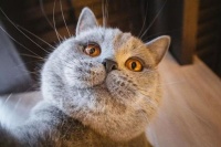 猫咪摄影，如何捕捉萌态瞬间？