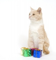 闵行区宠物猫救助站 猫咪的希望之地