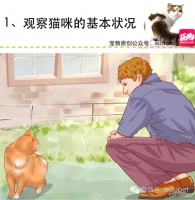 捡到猫的救助方法