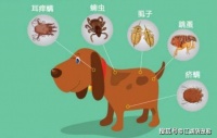 给狗狗“驱虫”时，这5大禁忌不能犯