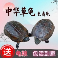 【观赏龟】优惠券排行榜，优惠券查询
