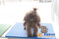 @小主们！春节长假，咱们的萌宠的寄养要注意这些事！
