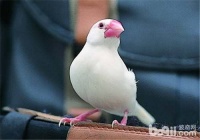 鸟粮属于饲料吗