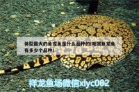 体型最大的鱼龙鱼是什么品种的(观赏鱼龙鱼有多少个品种)（龙鱼的饲养注意事项）