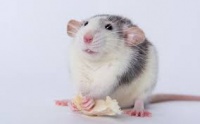 The charm of the clever and clingy little sprite: Unveiling the appeal of pet flower branch mice.