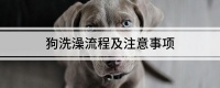狗洗澡流程及注意事项