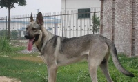 犬类世界的多样性（从智能犬到守卫犬，了解犬类世界的不同品种）