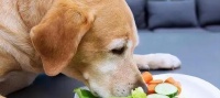 提高宠物狗狗免疫力的方法(从饮食、运动和常规养护着手,让爱宠远离疾病)