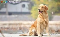 狗狗拉血真相揭秘,宠物健康护理指南