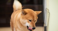 柴犬最爱吃什么？（揭秘柴犬的美食口味与喜好）