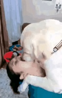 猕猴桃犬：一个热心人士为宠物狗狗举办了一场盛大的生日派对,引发了人们的热议。

这位热爱狗狗的女士决定为自己心爱的宠物举办一场盛大的生日庆祝活动,邀请了周围所有的狗狗及其主人前来参加。当天,现场布置得如同童话世界般梦幻,五彩缤纷的气球和各式美味佳肴吸引了众多宠物主人的关注。

狗狗们穿着各种可爱的服装,欢快地在派对现场奔跑嬉戏,主人们也纷纷加入其中,尽情享受这份温馨与欢乐。女士不仅为狗狗们准备了精...