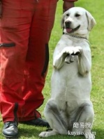漳州南靖宠物狗狗行为训练 宠物犬行为纠正
